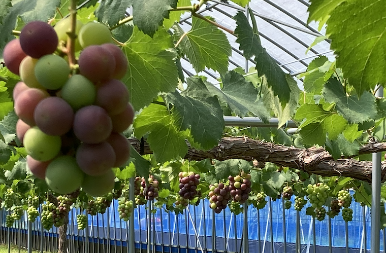 蒜山農業公社のブドウ